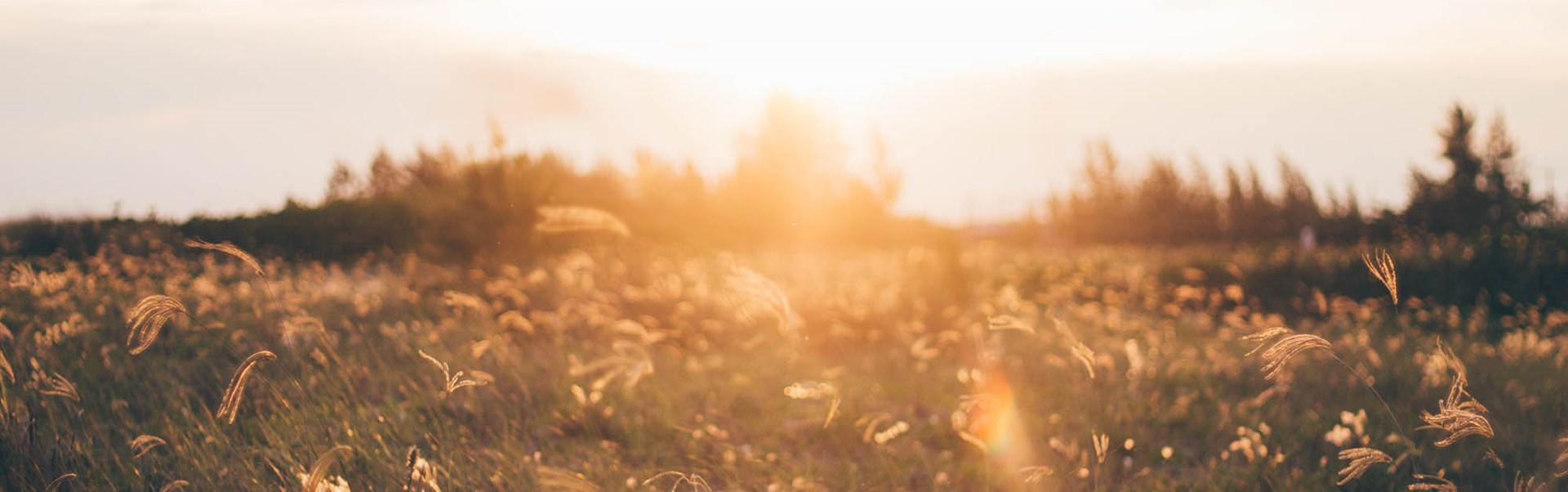 Mirror i Coronatider